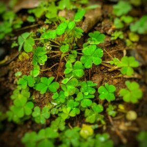 Lancôme La Vie Est Belle